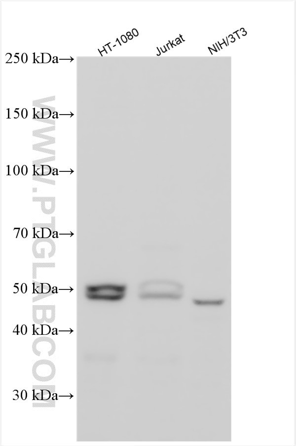 WB analysis using 12845-1-AP Western Blot (WB) analysis of various lysates using HS1BP3 Polyclonal antibody (12845-1-AP)