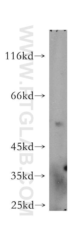 Western Blot (WB) analysis of NIH/3T3 cells using HS1BP3 Polyclonal antibody (12845-1-AP)