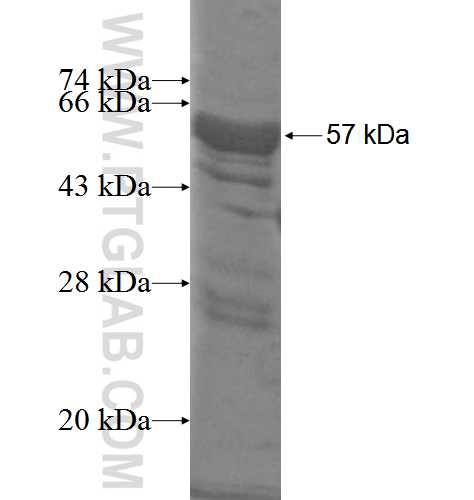 HS1BP3 fusion protein Ag3880 SDS-PAGE
