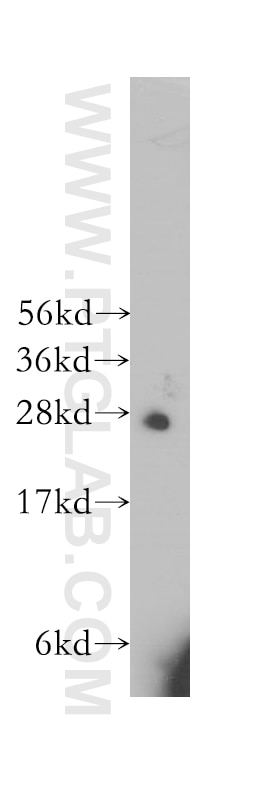 Western Blot (WB) analysis of PC-3 cells using HS2ST1 Polyclonal antibody (12453-1-AP)