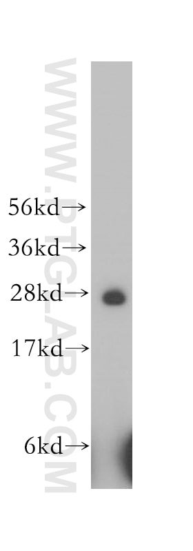 Western Blot (WB) analysis of human liver tissue using HS2ST1 Polyclonal antibody (12453-1-AP)