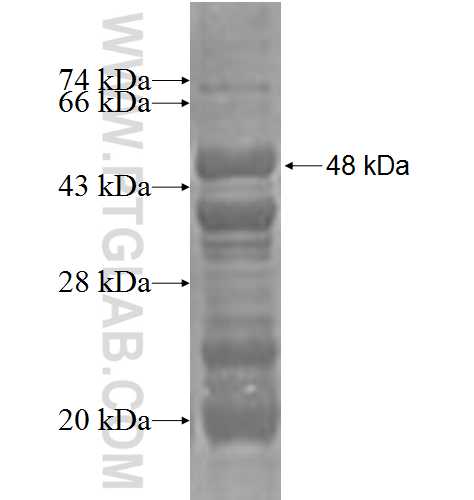 HS2ST1 fusion protein Ag3111 SDS-PAGE