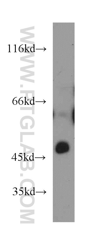 Western Blot (WB) analysis of mouse spleen tissue using HS3ST1 Polyclonal antibody (14358-1-AP)