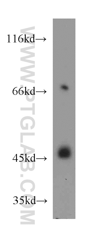 Western Blot (WB) analysis of mouse spleen tissue using HS3ST1 Polyclonal antibody (14358-1-AP)
