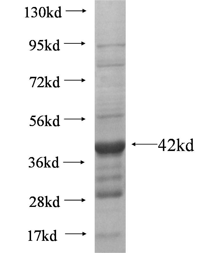 HS3ST1 fusion protein Ag5719 SDS-PAGE