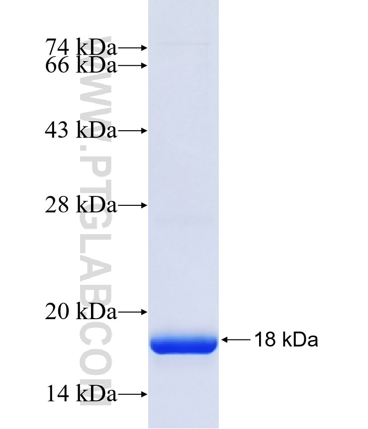 HS3ST2 fusion protein Ag41494 SDS-PAGE