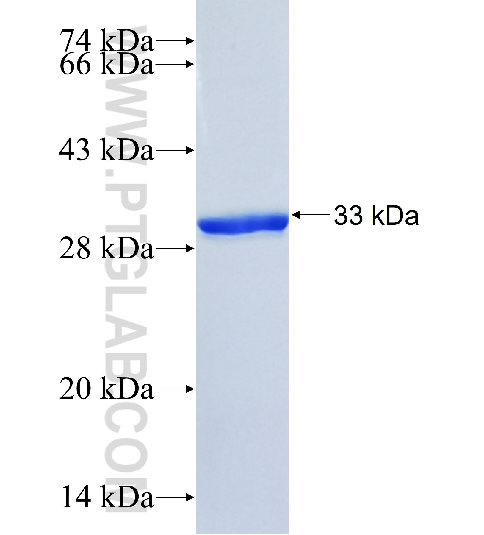 HS6ST1 fusion protein Ag41965 SDS-PAGE HS6ST1 fusion protein Ag41965 SDS-PAGE
