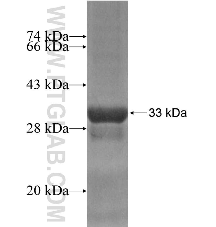 HS6ST1 fusion protein Ag16242 SDS-PAGE