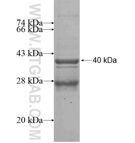 HS6ST2 fusion protein Ag16103 SDS-PAGE