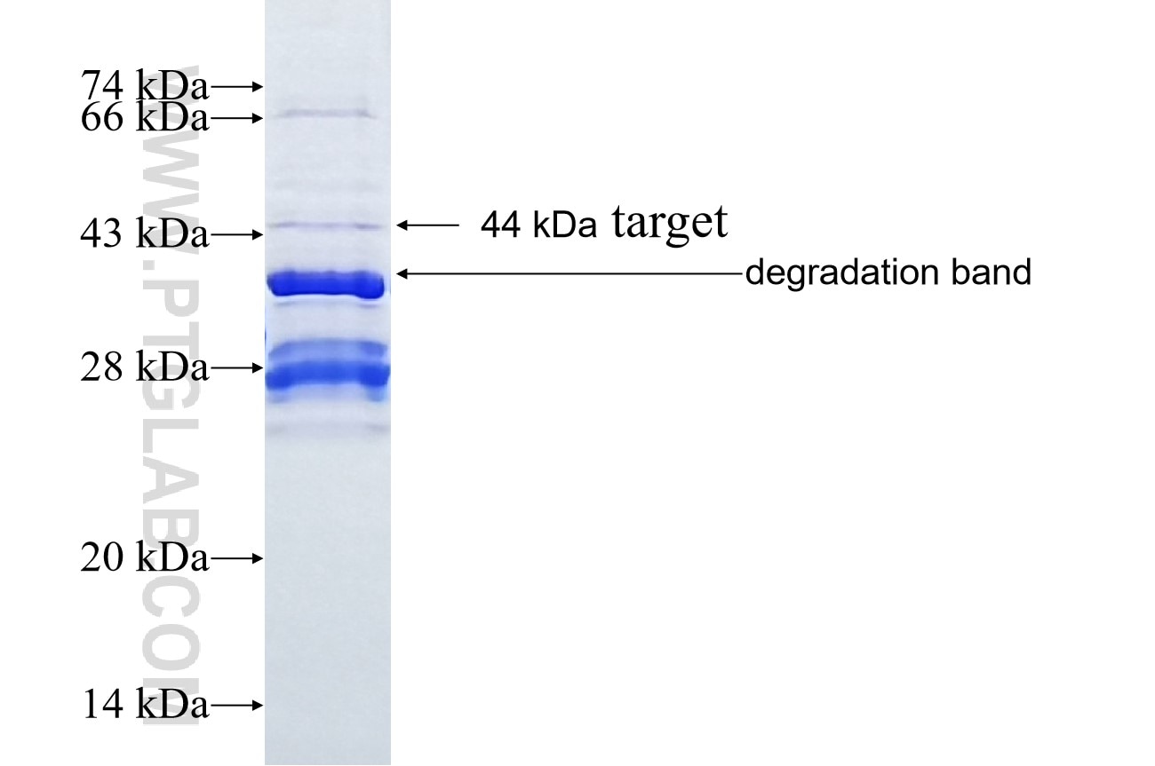 HS6ST2 fusion protein Ag16103 SDS-PAGE