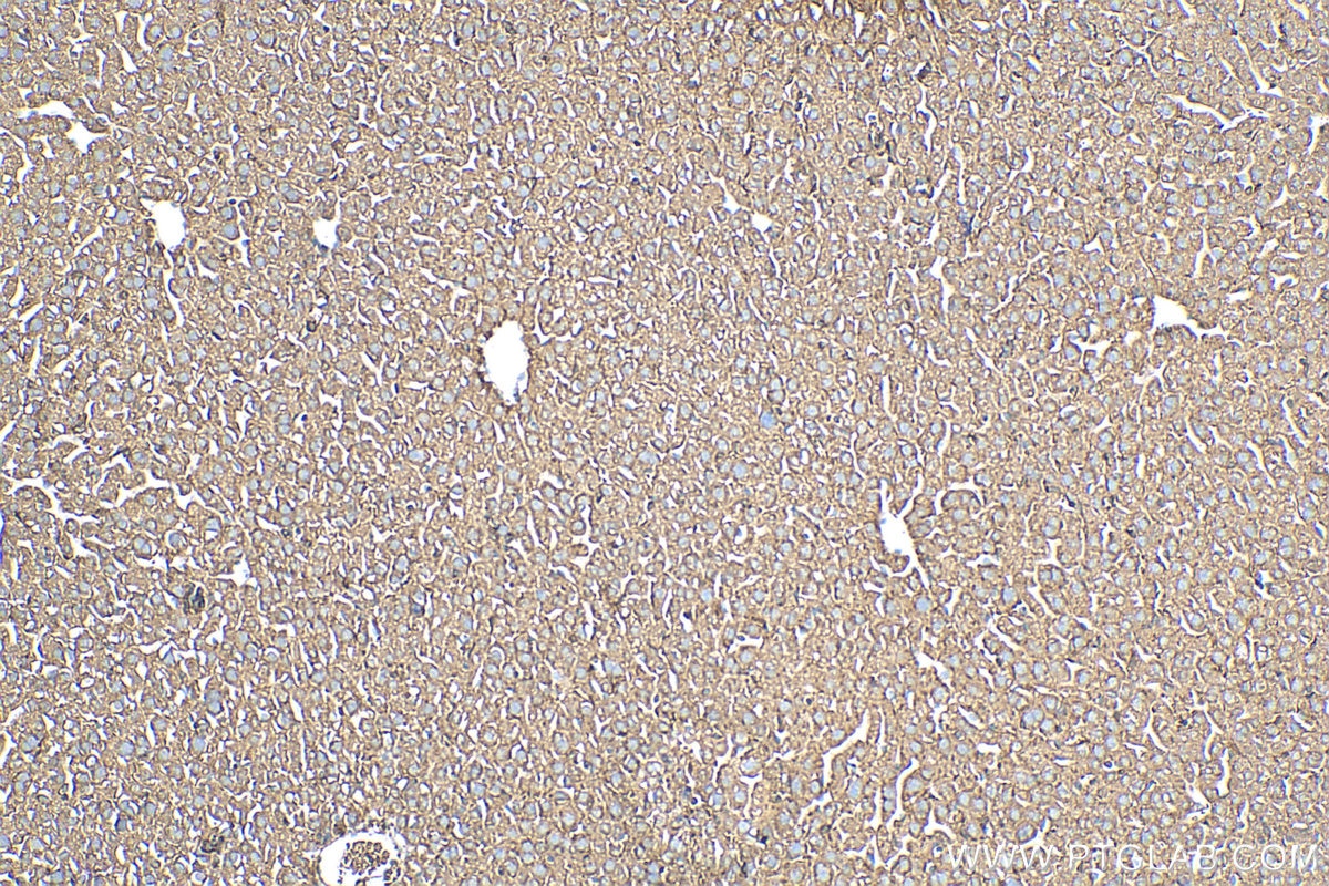 Immunohistochemistry (IHC) staining of mouse liver tissue using HSBP1 Polyclonal antibody (10169-2-AP)