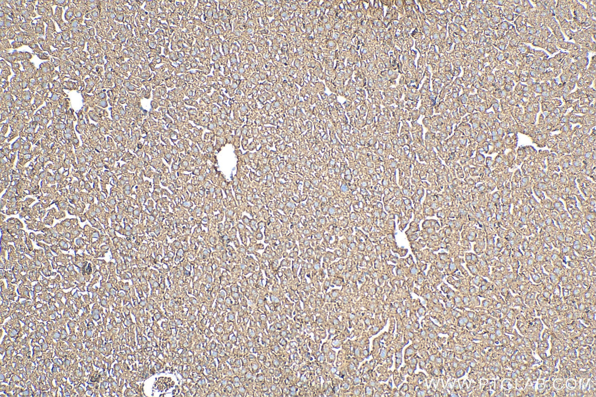 Immunohistochemistry (IHC) staining of mouse liver tissue using HSBP1 Polyclonal antibody (10169-2-AP)