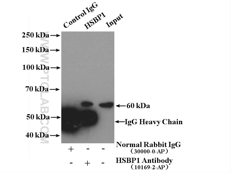 Immunoprecipitation (IP) experiment of mouse brain tissue using HSBP1 Polyclonal antibody (10169-2-AP)
