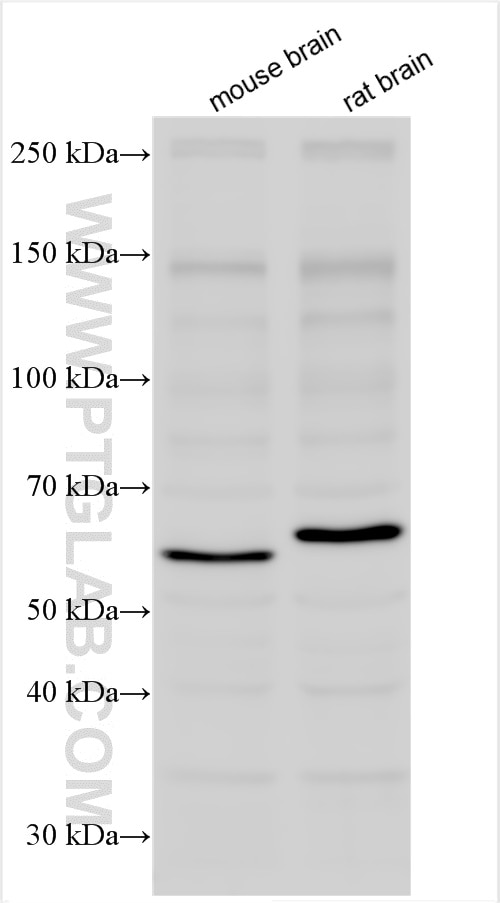 Western Blot (WB) analysis of various lysates using HSBP1 Polyclonal antibody (10169-2-AP)