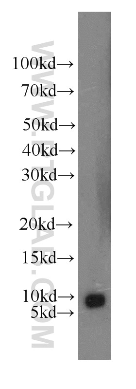 Western Blot (WB) analysis of HT-1080 cells using HSBP1 Polyclonal antibody (10169-2-AP)