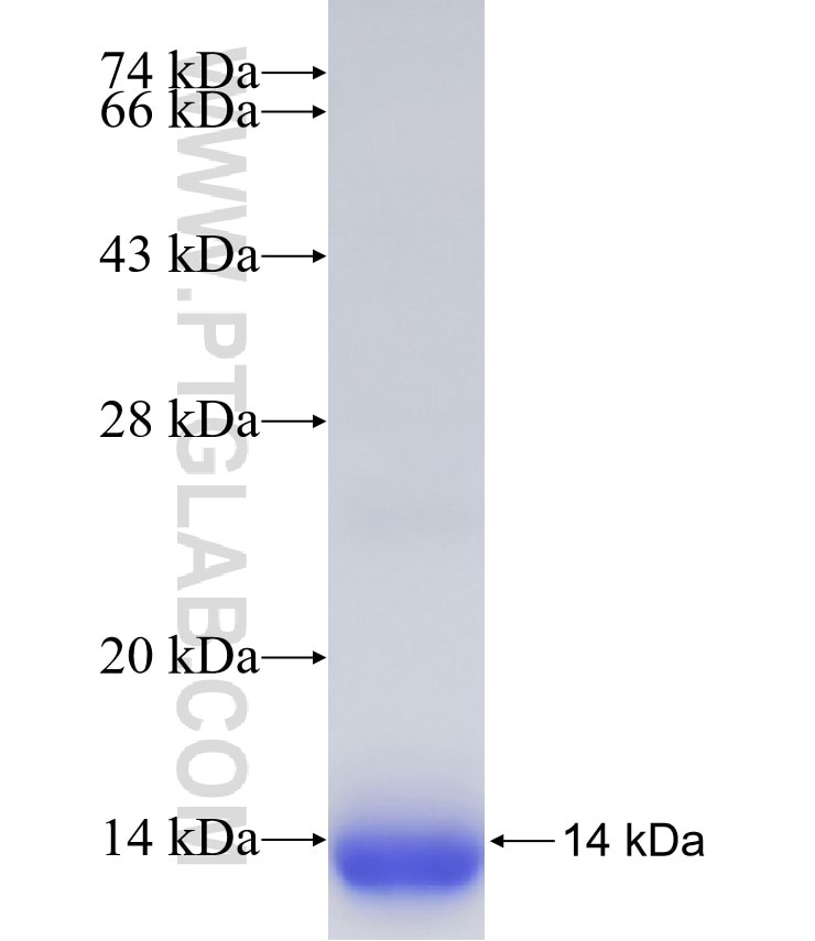HSBP1 fusion protein Ag33576 SDS-PAGE HSBP1 fusion protein Ag33576 SDS-PAGE