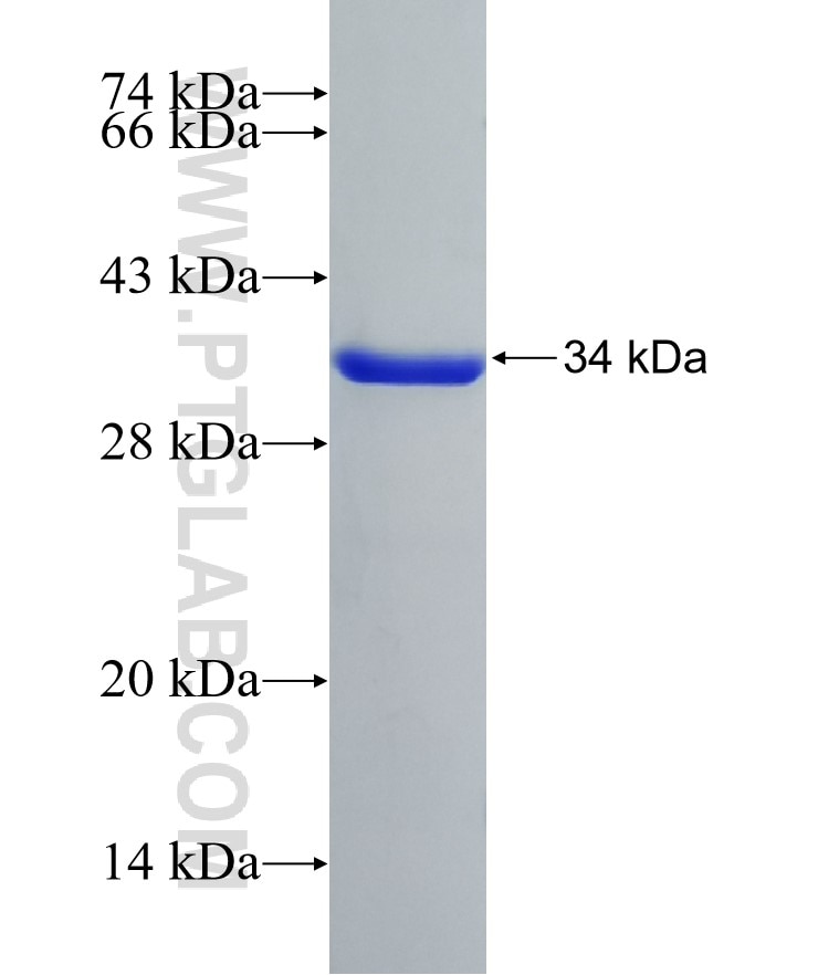 HSBP1 fusion protein Ag0225 SDS-PAGE