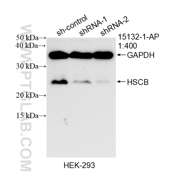 WB analysis of HEK-293 using 15132-1-AP Western Blot (WB) analysis of HEK-293 cells using HSCB Polyclonal antibody (15132-1-AP)