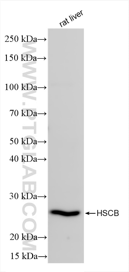 Western Blot (WB) analysis of rat liver tissue using HSCB Recombinant antibody (85185-4-RR)