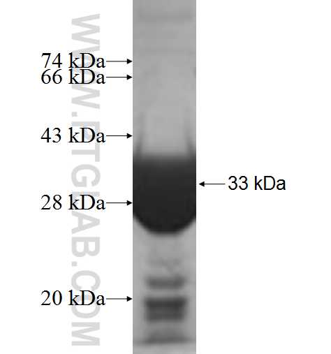 HSCB fusion protein Ag7246 SDS-PAGE