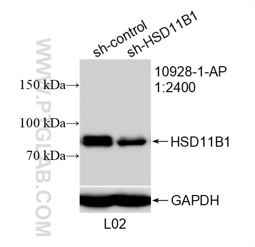 Western Blot (WB) analysis of L02 cells using HSD11B1 Polyclonal antibody (10928-1-AP)