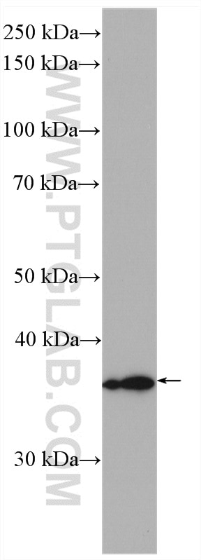 Western Blot (WB) analysis of human placenta tissue using HSD17B1 Polyclonal antibody (25334-1-AP)