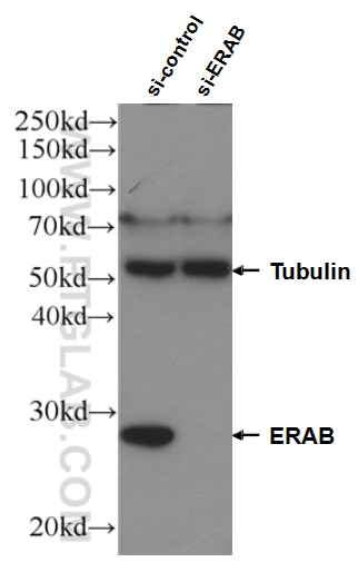 WB analysis of HEK-293 using 10648-1-AP