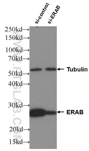 WB analysis of HEK-293 using 60069-1-Ig