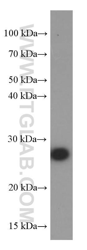 Western Blot (WB) analysis of RAW 264.7 cells using ERAB Monoclonal antibody (60069-1-Ig)