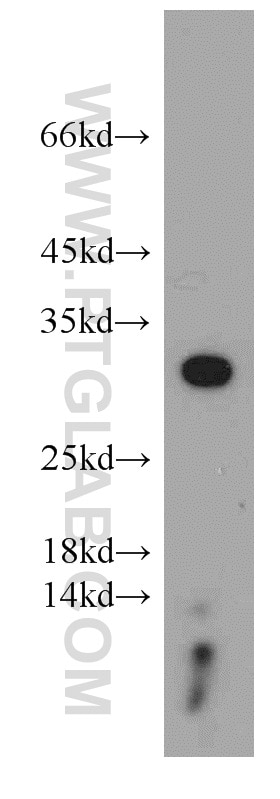 Western Blot (WB) analysis of mouse lung tissue using HSD17B11 Polyclonal antibody (16303-1-AP)