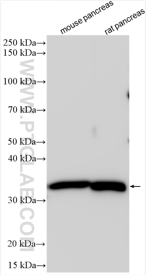 Western Blot (WB) analysis of various lysates using HSD17B11 Polyclonal antibody (17301-1-AP)