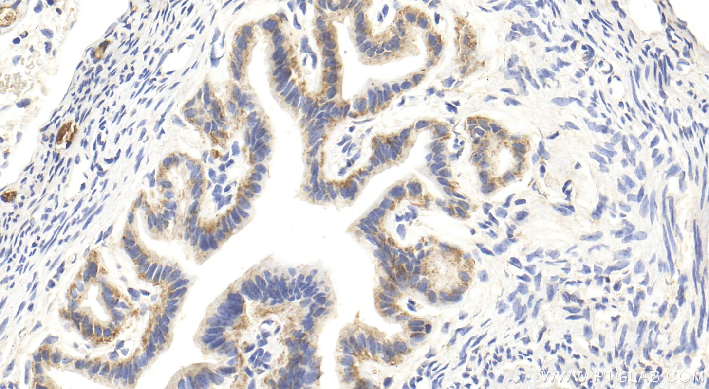 Immunohistochemistry (IHC) staining of mouse ovary tissue using HSD17B12 Polyclonal antibody (27461-1-AP)