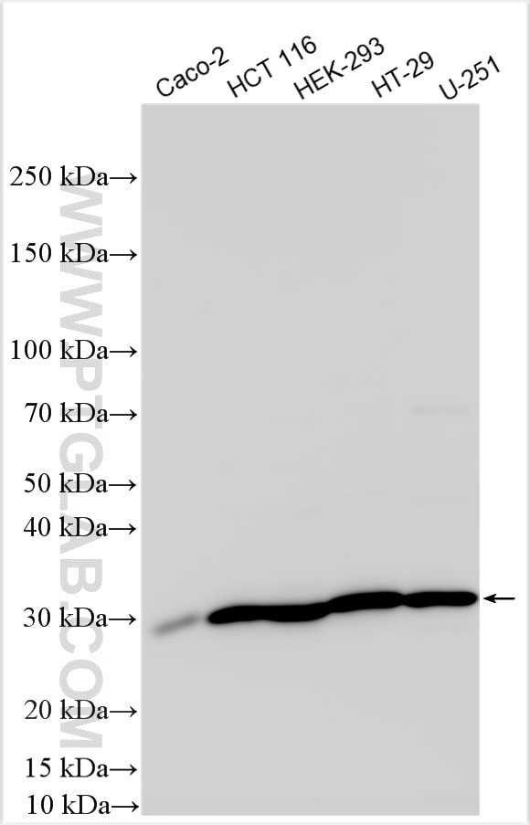 Western Blot (WB) analysis of various lysates using HSD17B12 Polyclonal antibody (27461-1-AP)