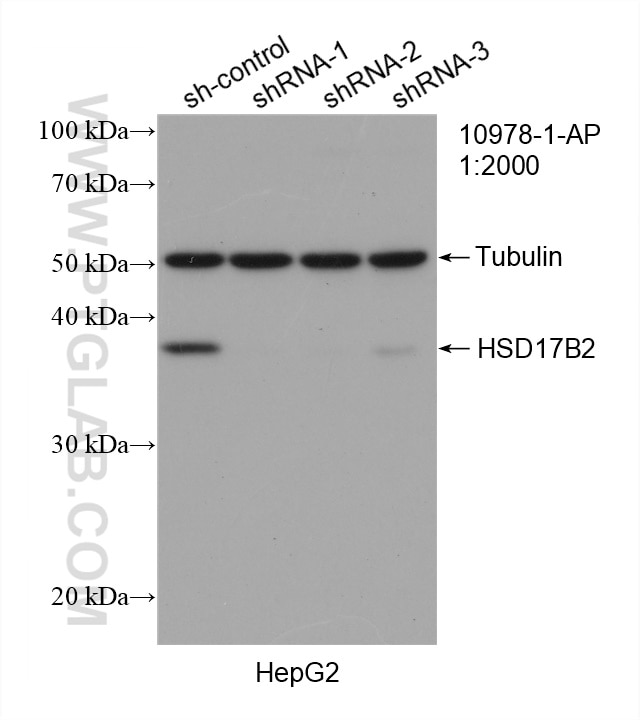 Western Blot (WB) analysis of HepG2 cells using HSD17B2 Polyclonal antibody (10978-1-AP)