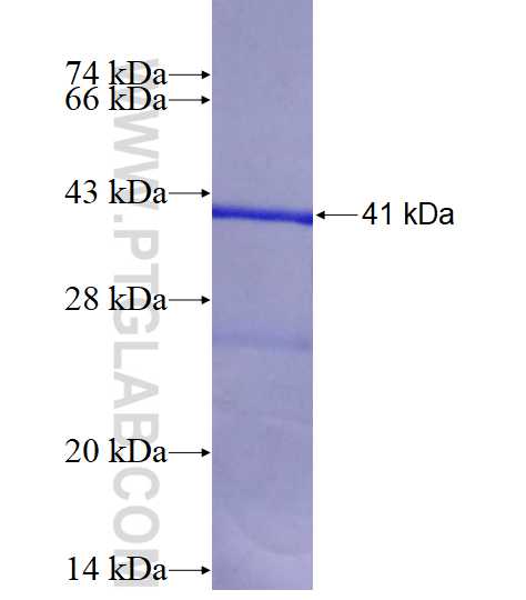 HSD17B3 fusion protein Ag4081 SDS-PAGE