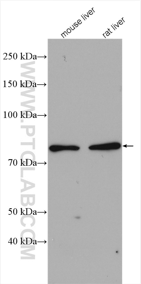 Western Blot (WB) analysis of various lysates using HSD17B4 Polyclonal antibody (15116-1-AP)