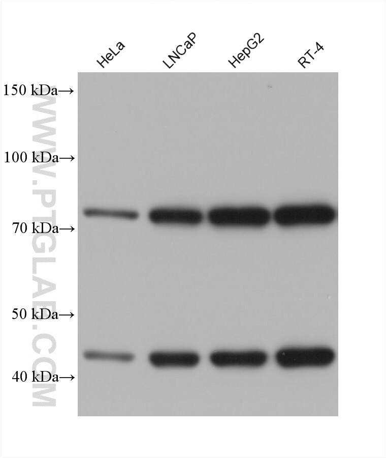 WB analysis using 60951-1-Ig (same clone as 60951-1-PBS) Western Blot (WB) analysis of various lysates using HSD17B4 Monoclonal antibody (60951-1-Ig)