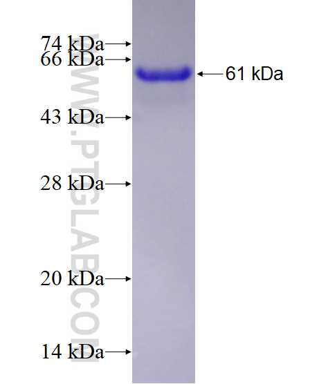 HSD17B4 fusion protein Ag7165 SDS-PAGE