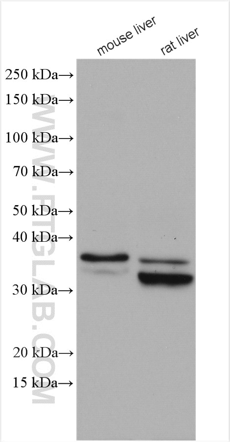 Western Blot (WB) analysis of various lysates using HSD17B6 Polyclonal antibody (11855-1-AP)