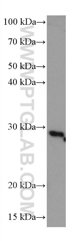 Western Blot (WB) analysis of Daudi cells using HSD17B6 Monoclonal antibody (67496-1-Ig)