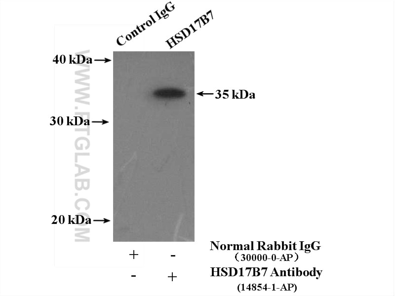 Immunoprecipitation (IP) experiment of MCF-7 cells using HSD17B7 Polyclonal antibody (14854-1-AP)