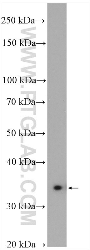 Western Blot (WB) analysis of MCF-7 cells using HSD17B7 Polyclonal antibody (14854-1-AP)