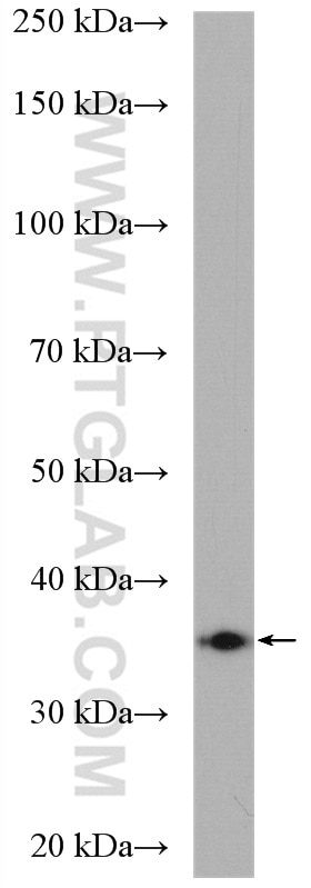 Western Blot (WB) analysis of HEK-293 cells using HSD17B7 Polyclonal antibody (14854-1-AP)
