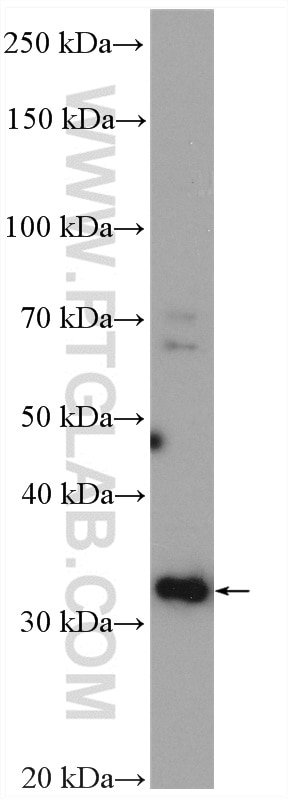 Western Blot (WB) analysis of HEK-293 cells using HSD17B7 Polyclonal antibody (14854-1-AP)