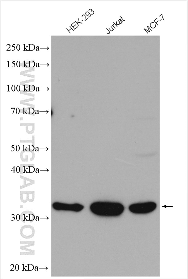 Western Blot (WB) analysis of various lysates using HSD17B7 Polyclonal antibody (14854-1-AP)