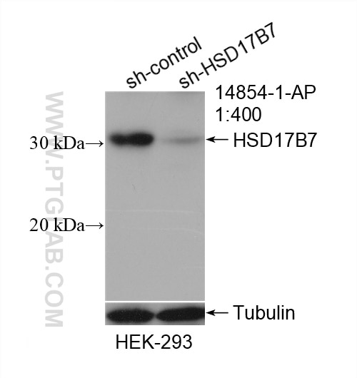 Western Blot (WB) analysis of HEK-293 cells using HSD17B7 Polyclonal antibody (14854-1-AP)