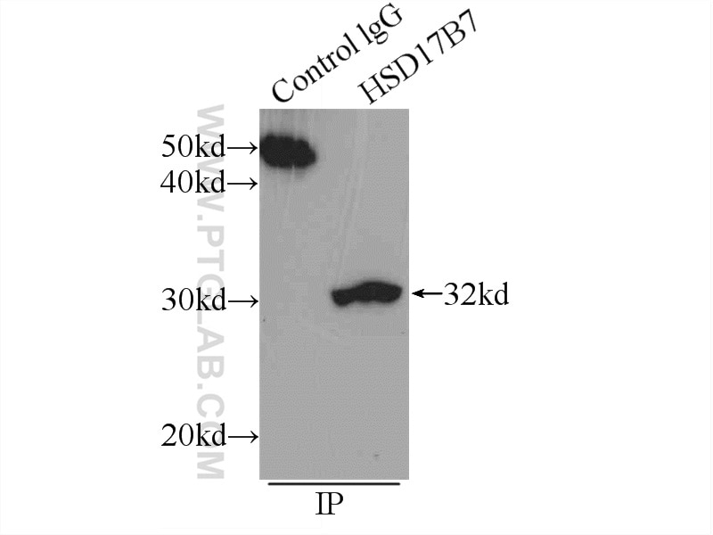 Immunoprecipitation (IP) experiment of L02 cells using HSD17B7 Polyclonal antibody (16925-1-AP)