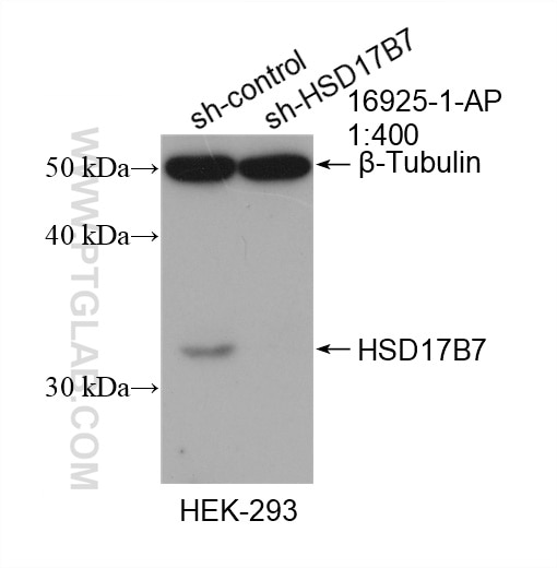 Western Blot (WB) analysis of HEK-293 cells using HSD17B7 Polyclonal antibody (16925-1-AP)
