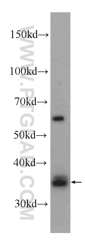 Western Blot (WB) analysis of L02 cells using HSD17B7 Polyclonal antibody (16925-1-AP)