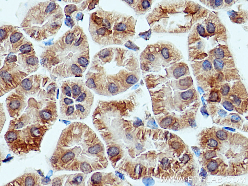 Immunohistochemistry (IHC) staining of mouse kidney tissue using HSD17B8 Polyclonal antibody (16752-1-AP)